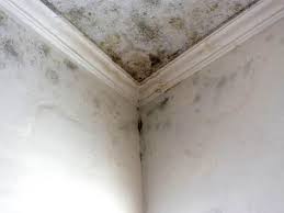 Best Air Quality Testing for Mold Spores  in Jefferson, WI