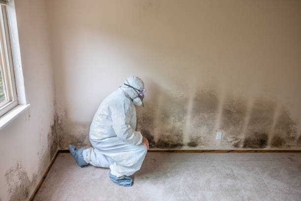 Best Basement Mold Removal  in Jefferson, WI